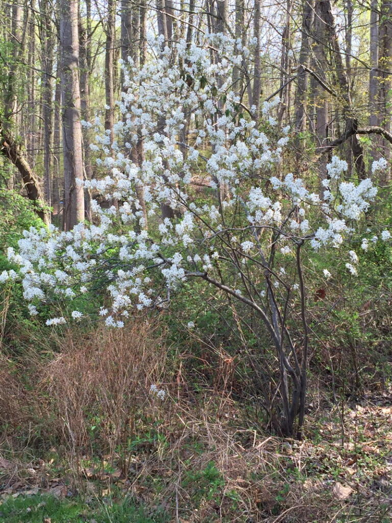 Serviceberry
