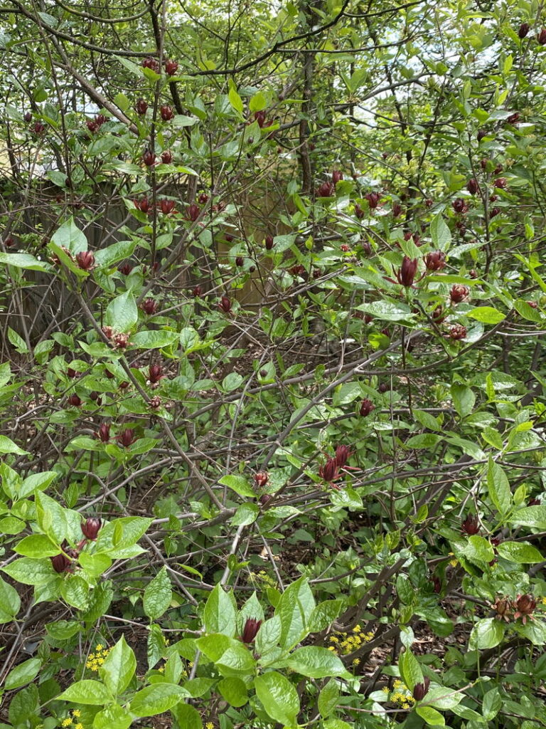 Sweet-shrub