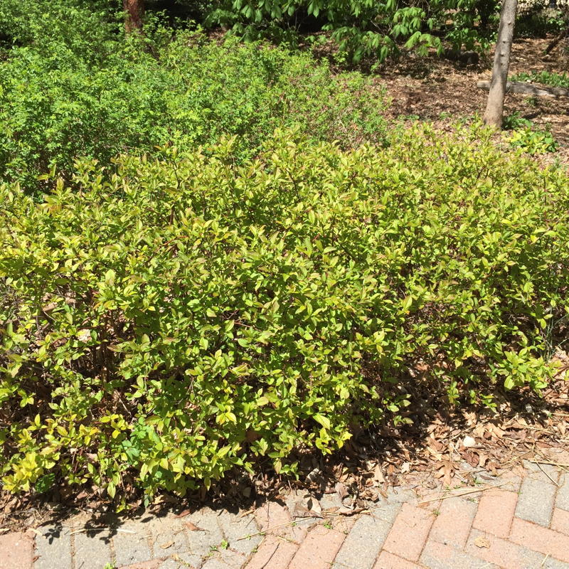 Or it can be allowed to spread as a hedge
