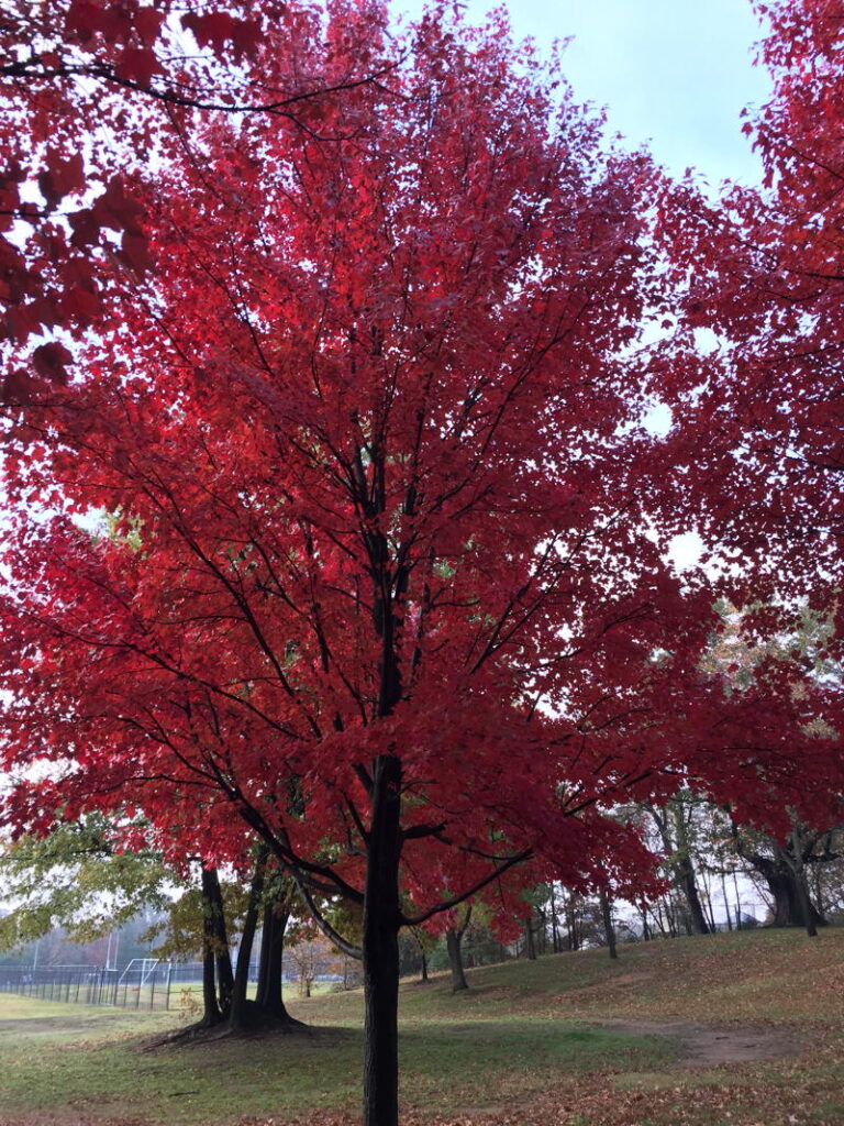 Maple