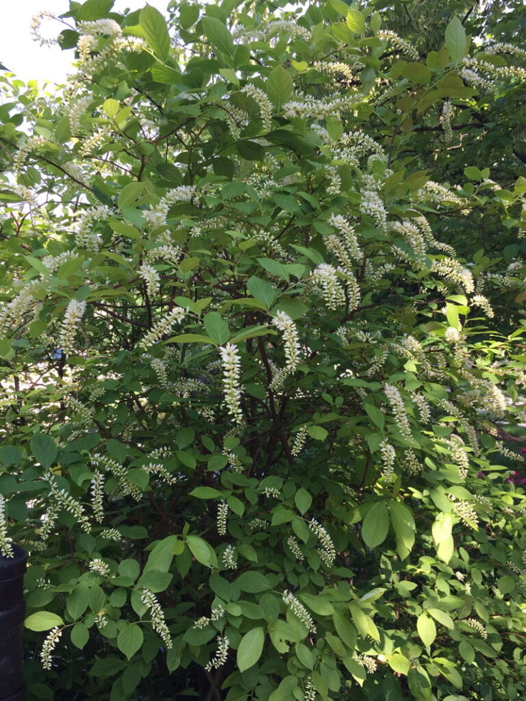 Virginia Sweetspire