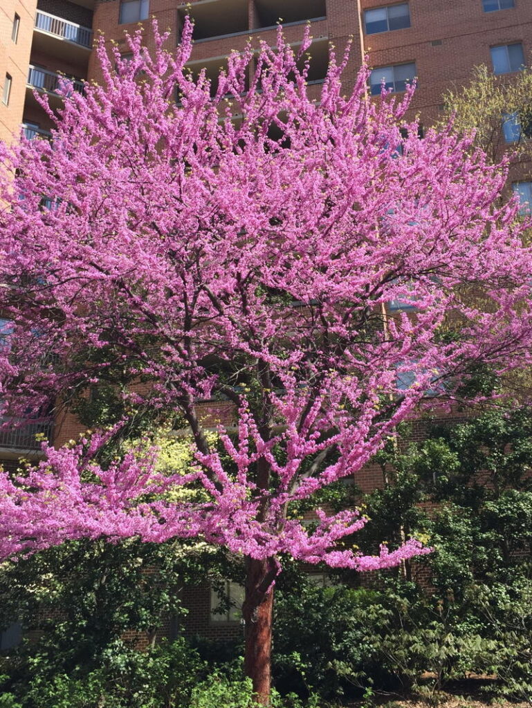 Redbud