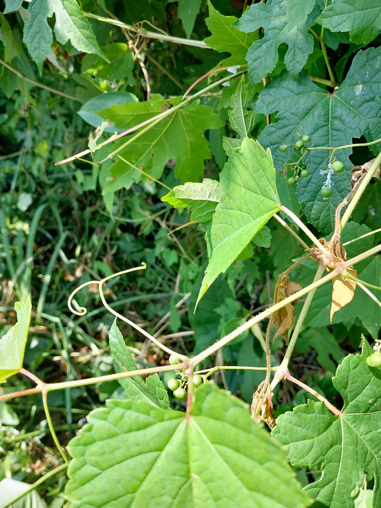 Ampelopsis brevipedunculata (porcelainberry) supports itself by tendrils.
