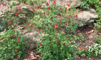 Mass of Aquilegia canadensis flowers.