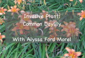Invasive plant common daylily