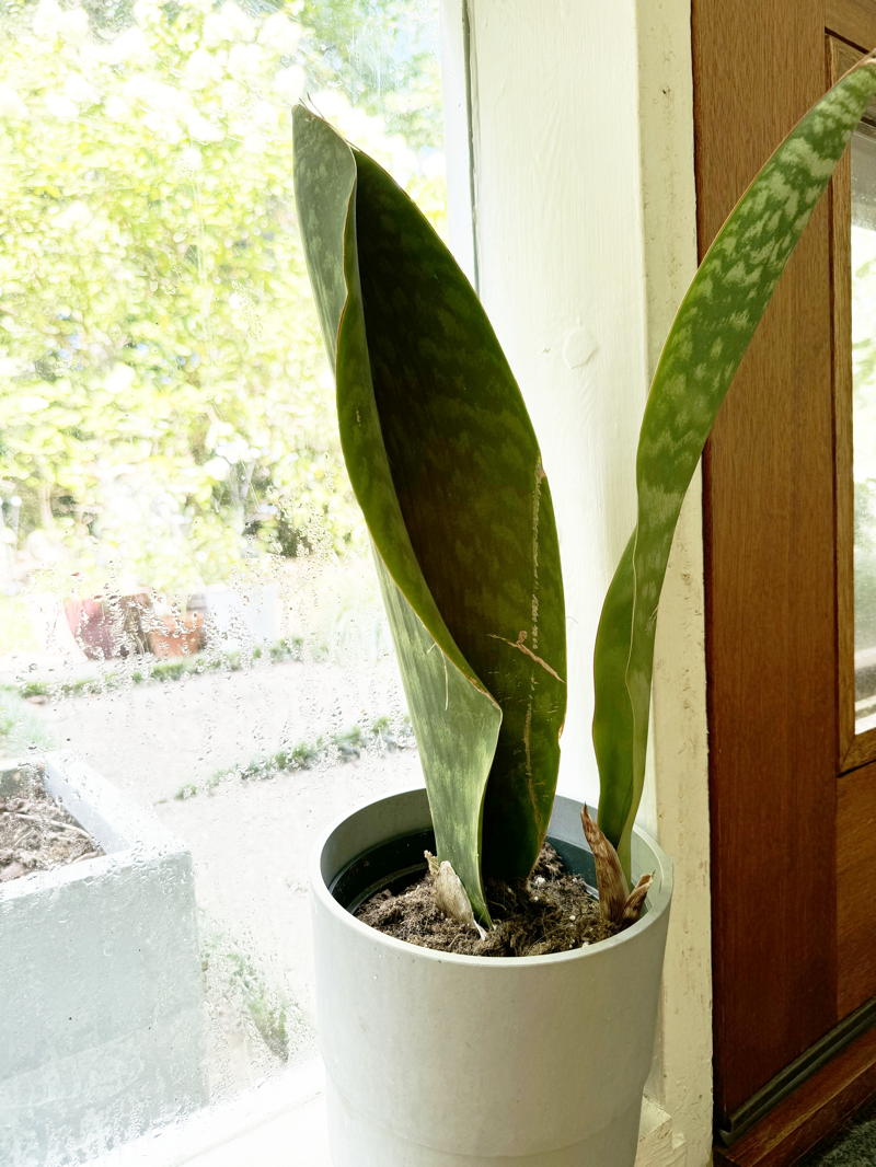 Dracaena Masoniana 'Whale Fin'