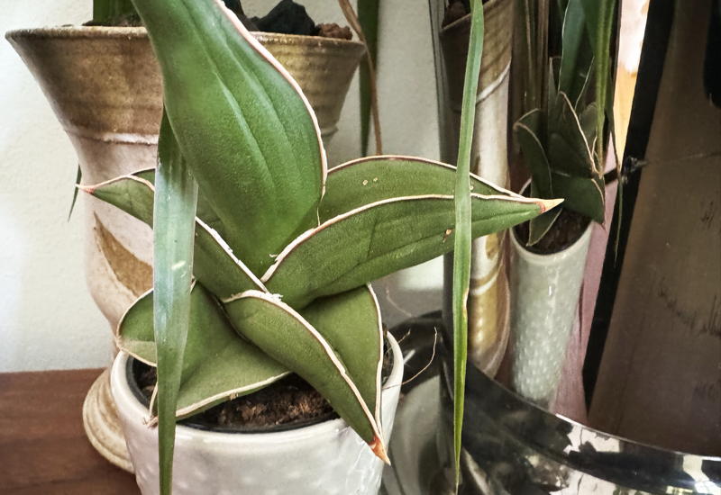Dracaena cylindrica 'Samurai' (Samurai snake plant)