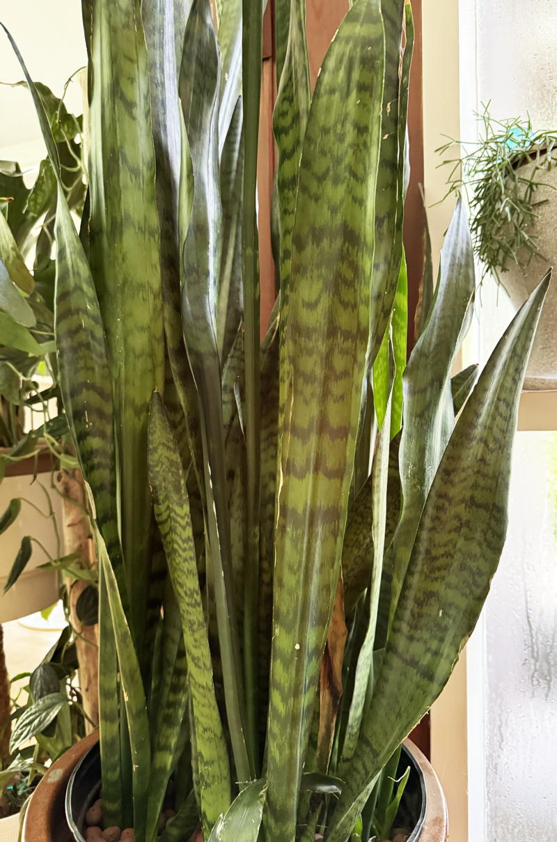 Dracaena trifasciata has tall sturdy blades
