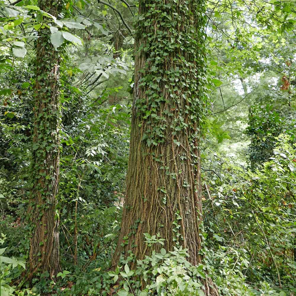 English ivy (Hedera helix) climbing tree trunks.