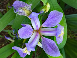 Three yellow signals viewed from above of native Iris virginica