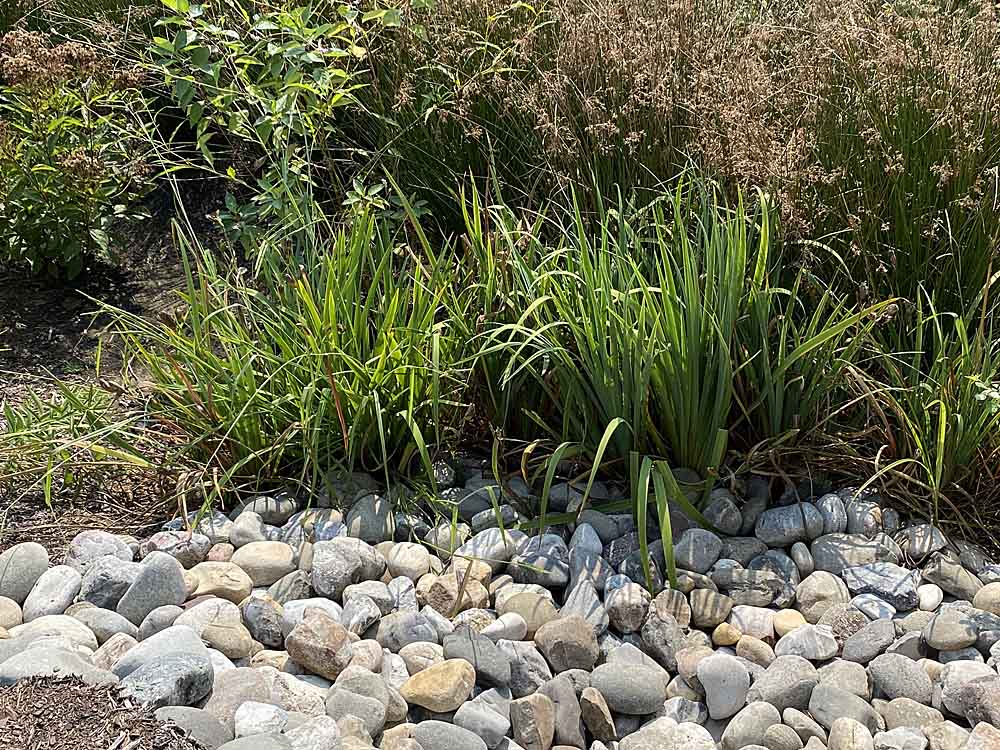 Iris virginica (southern blue flag) in a rain garden in September in Arlington, Virginia.