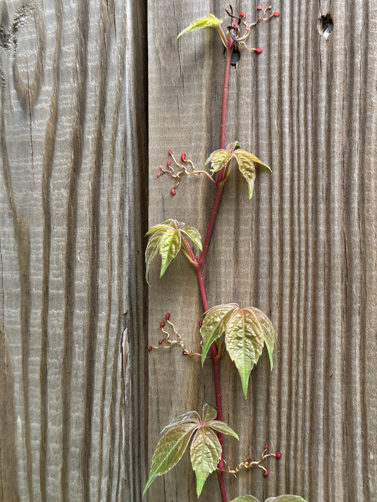 Resinous disks or holdfasts of Parthenocissus quinquefolia (Virginia creeper)