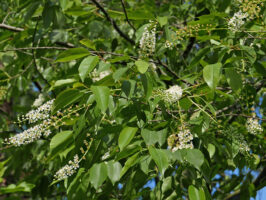 Prunus serotina, wild black cherry flowers