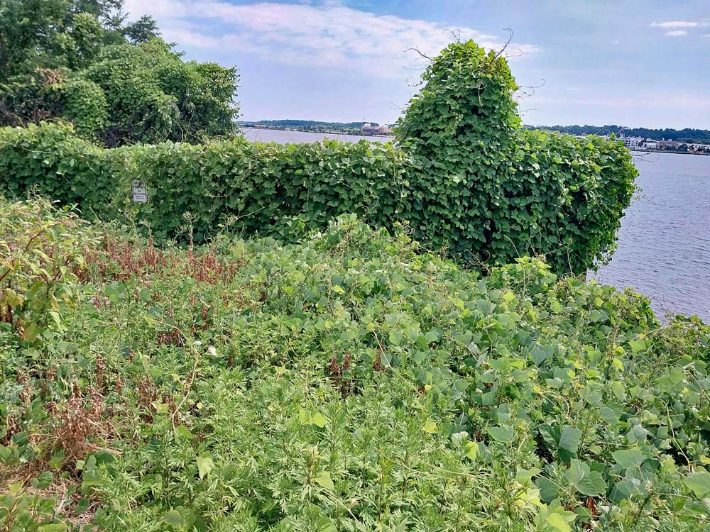 Invasive Pueraria montana var. lobata (kudzu) along the Potomac River in Alexandria, Virginia.