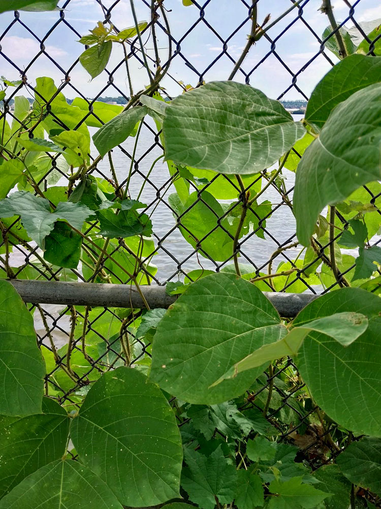 Pueraria montana var. lobata (kudzu) climbs by twining.