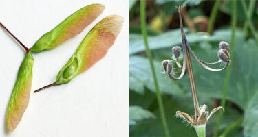 Schizocarps of Acer rubrum and Geranium maculatum.