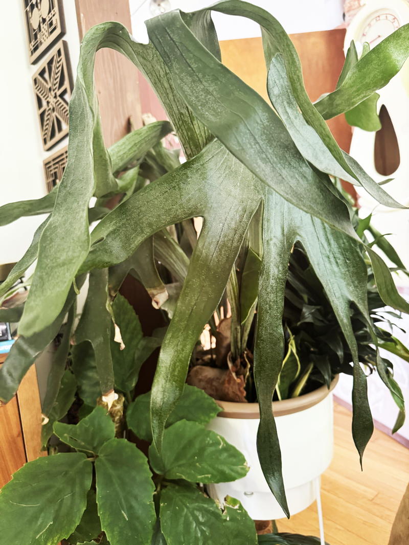 Platycerium spp. (staghorn fern)