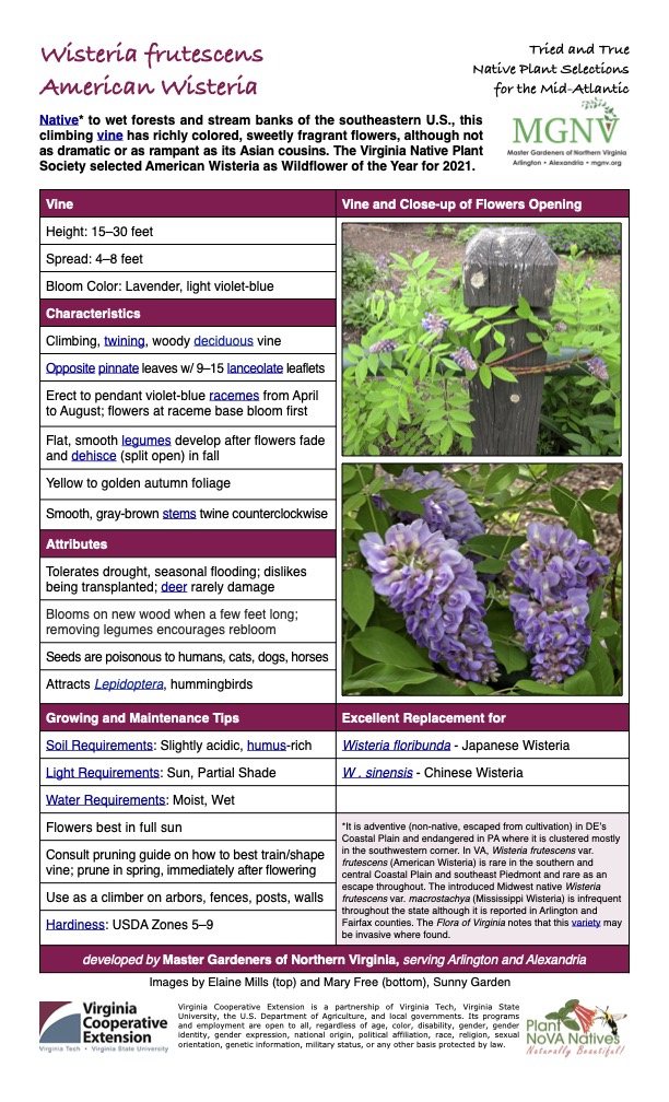 Wisteria frutescens Tried and True Native Plant Selections American Wisteria for the Mid-Atlantic Native* to wet forests and stream banks of the southeastern U.S., this climbing vine has richly colored, sweetly fragrant flowers, although not as dramatic or as rampant as its Asian cousins. The Virginia Native Plant Society selected American Wisteria as Wildflower of the Year for 2021. Vine Vine and Close-up of Flowers Opening Height: 15–30 feet Spread: 4–8 feet Bloom Color: Lavender, light violet-blue Characteristics Climbing, twining, woody deciduous vine Opposite pinnate leaves w/ 9–15 lanceolate leaflets Erect to pendant violet-blue racemes from April to August; flowers at raceme base bloom first Flat, smooth legumes develop after flowers fade and dehisce (split open) in fall Yellow to golden autumn foliage Smooth, gray-brown stems twine counterclockwise Attributes Tolerates drought, seasonal flooding; dislikes being transplanted; deer rarely damage Blooms on new wood when a few feet long; removing legumes encourages rebloom Seeds are poisonous to humans, cats, dogs, horses Attracts Lepidoptera, hummingbirds Growing and Maintenance Tips Excellent Replacement for Soil Requirements: Slightly acidic, humus-rich Wisteria floribunda - Japanese Wisteria Light Requirements: Sun, Partial Shade W . sinensis - Chinese Wisteria Water Requirements: Moist, Wet Flowers best in full sun *It is adventive (non-native, escaped from cultivation) in DE’s Coastal Plain and endangered in PA where it is clustered mostly in the southwestern corner. In VA, Wisteria frutescens var. frutescens (American Wisteria) is rare in the southern and central Coastal Plain and southeast Piedmont and rare as an escape throughout. The introduced Midwest native Wisteria frutescens var. macrostachya (Mississippi Wisteria) is infrequent throughout the state although it is reported in Arlington and Fairfax counties. The Flora of Virginia notes that this variety may be invasive where found. Consult pruning guide on how to best train/shape vine; prune in spring, immediately after flowering Use as a climber on arbors, fences, posts, walls Hardiness: USDA Zones 5–9 developed by Master Gardeners of Northern Virginia, serving Arlington and Alexandria Images by Elaine Mills (top) and Mary Free (bottom), Sunny Garden