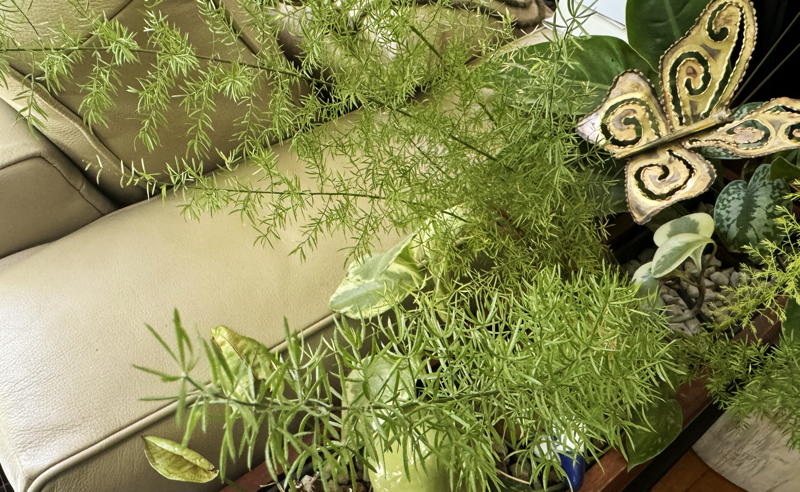 Asparagus densiflorus (Asparagus Fern, Foxtail Fern)
