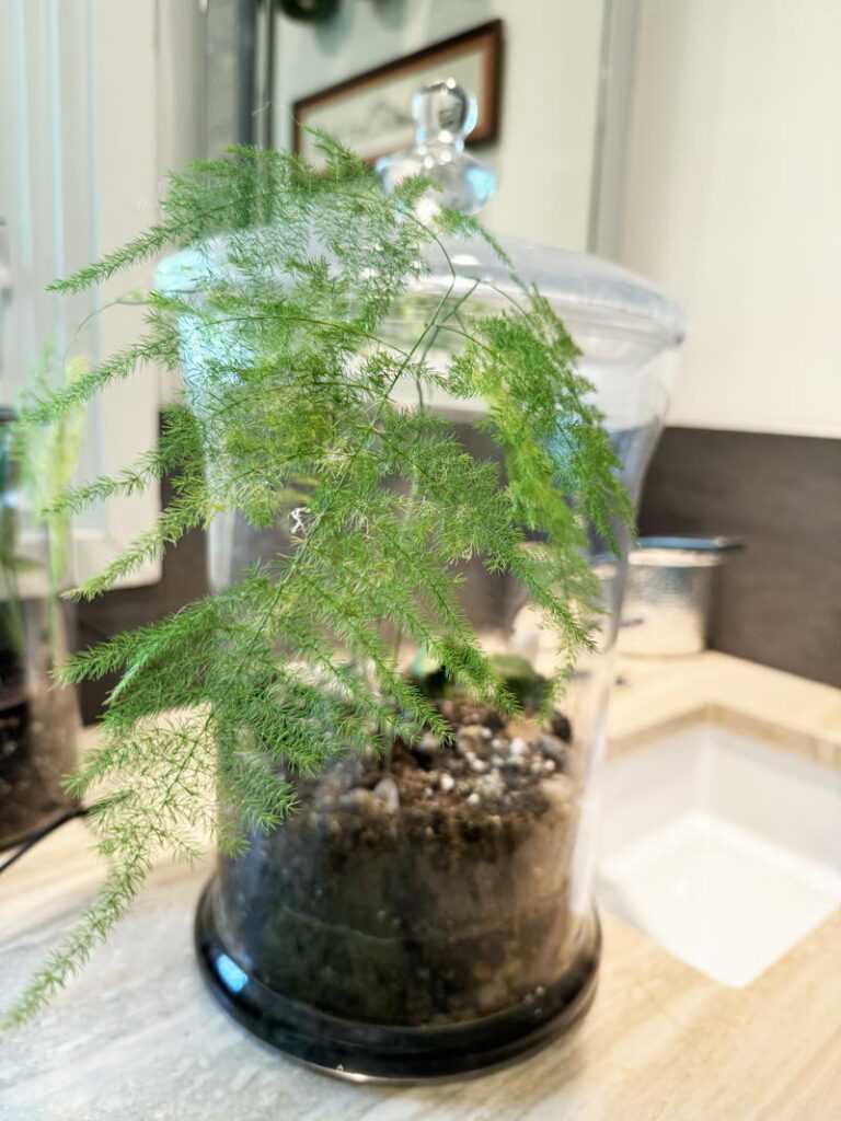 Asparagus plumosus (Asparagus Fern)