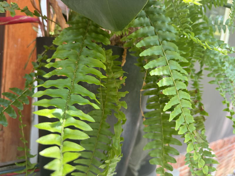 Nephrolepis exaltata (Boston fern)