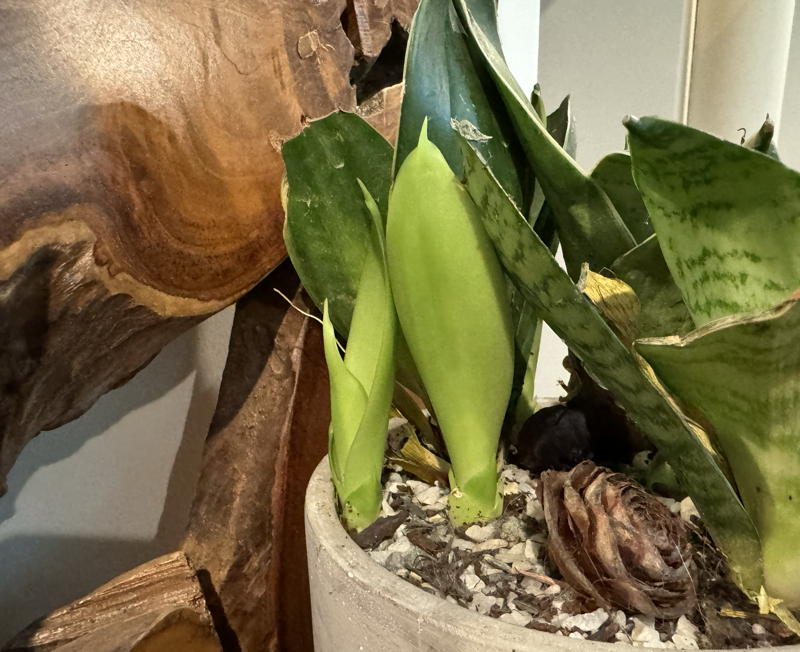 new growth at base of snake plant