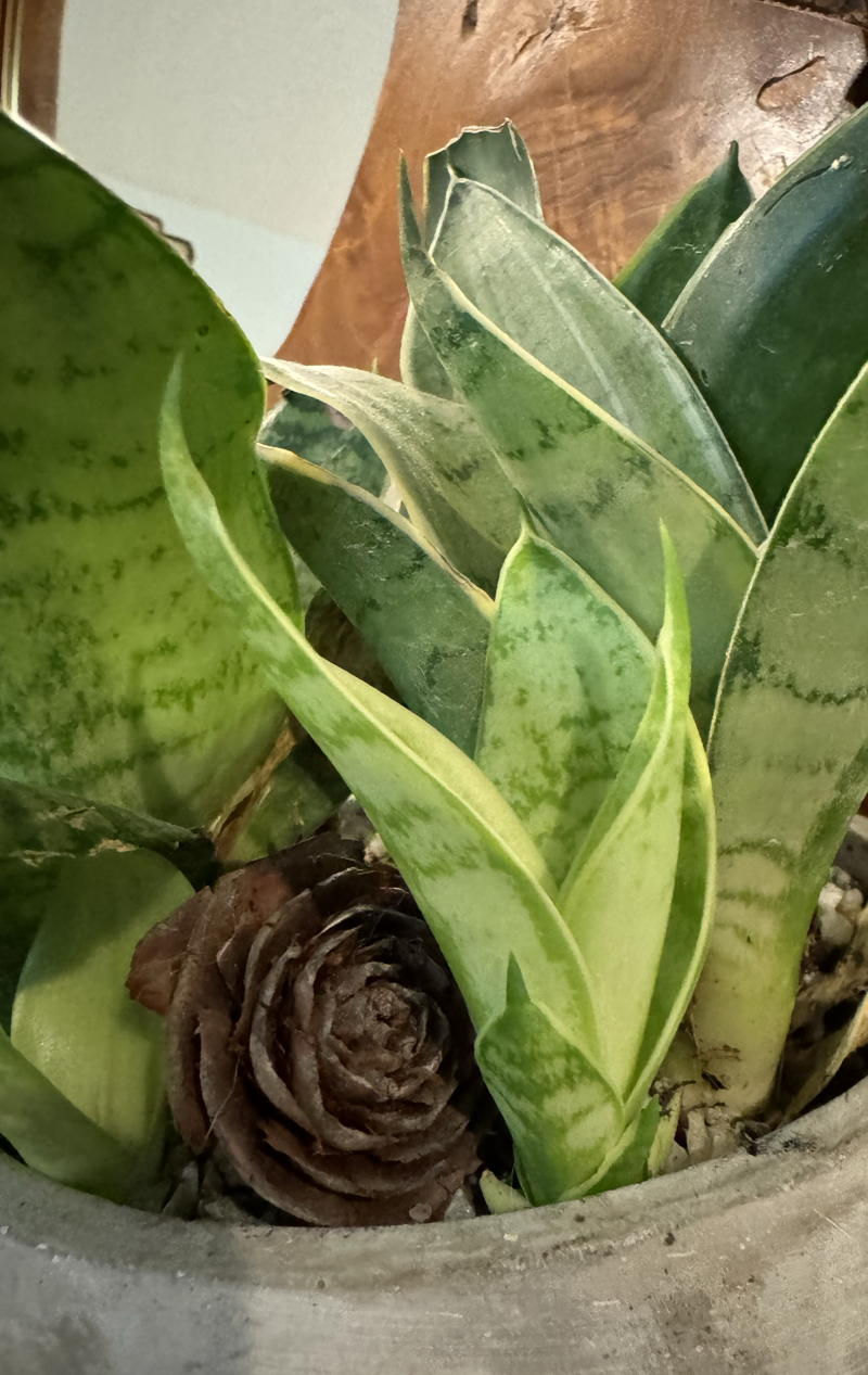new growth at base of snake plant