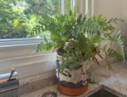 Davallia spp. (Rabbit foot fern)