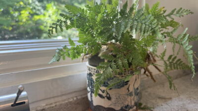 Davallia spp. (Rabbit foot fern)