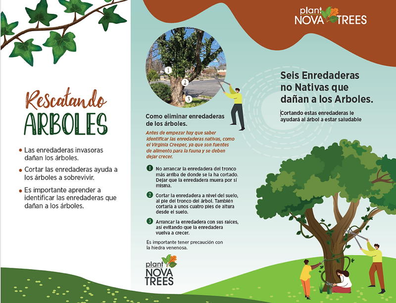 rescatando arboles -brochure