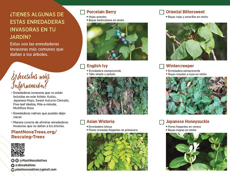 Tienes algunas enredaderas invasoras en tu jardin