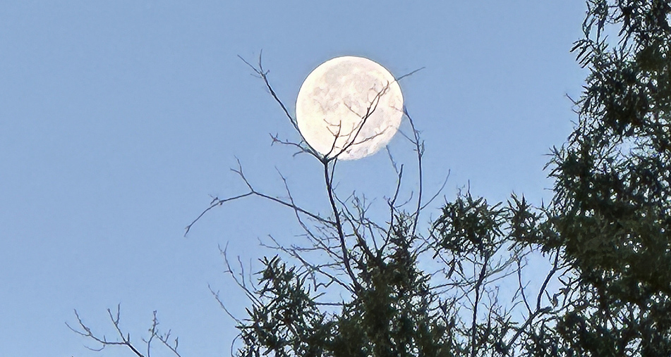 Blue supermoon captured by a Willow Oak at 6.37 a.m. August 21, 2024.