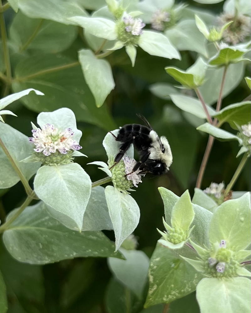 Bumble bee on mountain mint