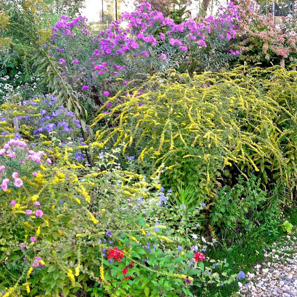 Flowering herbaceous and woody plants.