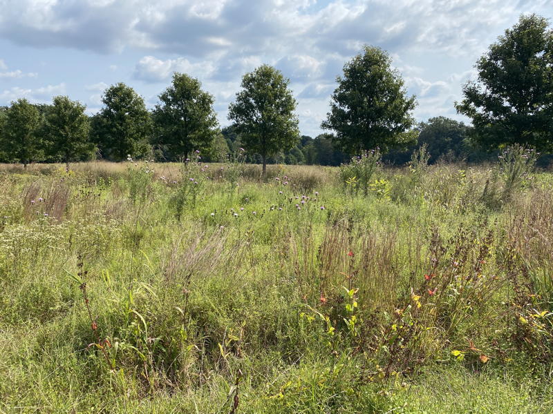 Cirsium discolor (field thistle in meadow