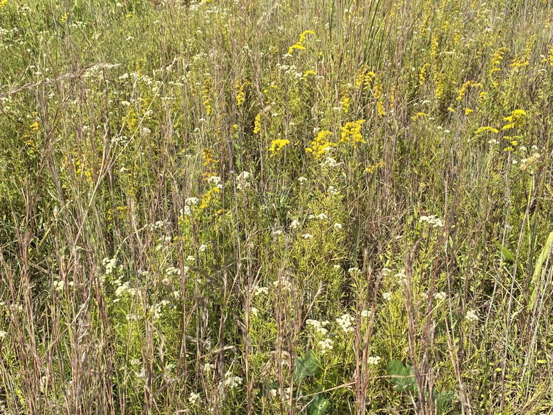 Schizachyrium scoparium (little bluestem), Pycnanthemum tenuifolium (mountain mint), and Solidago nemoralis (common goldenrod) at Glenstone