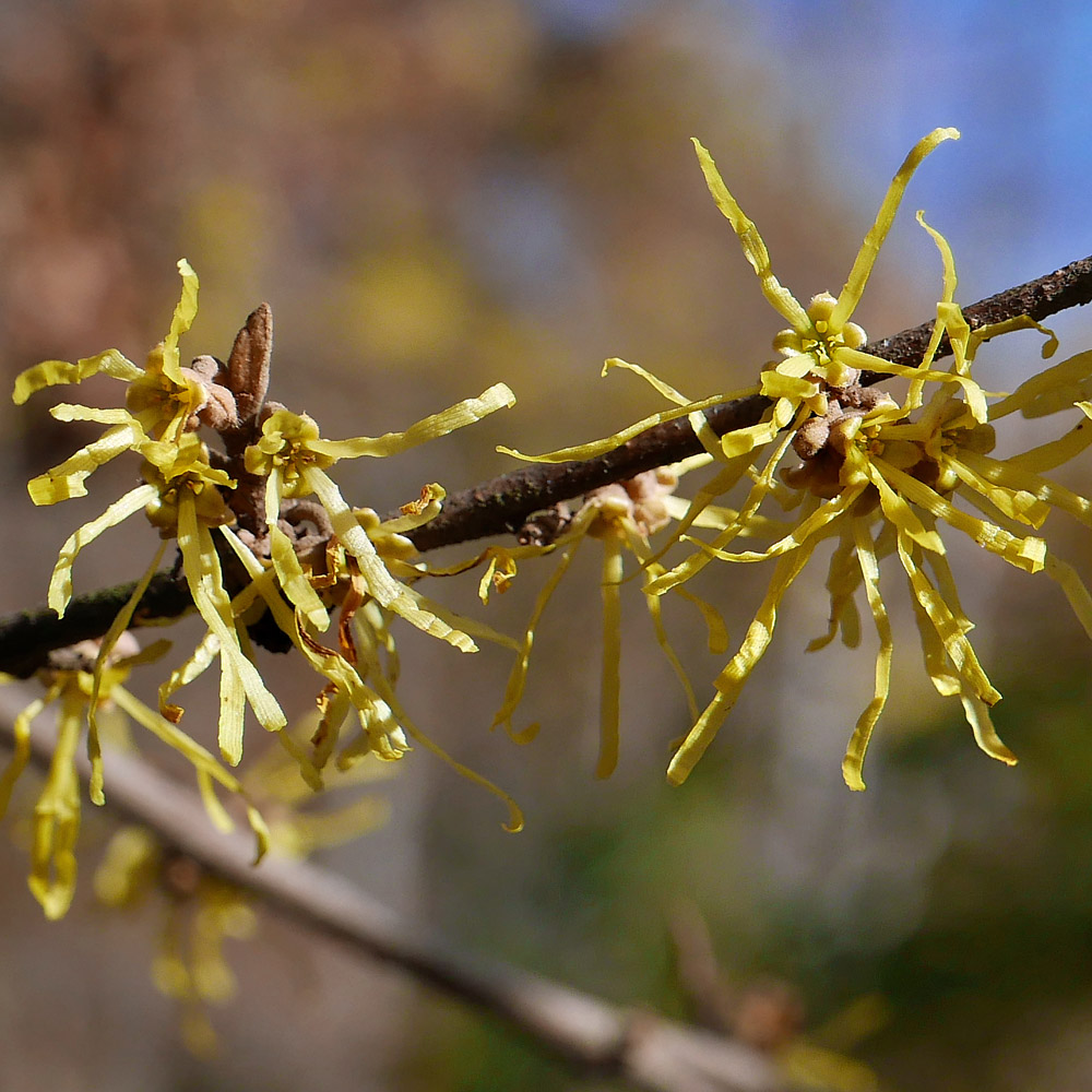 The epigynous flowers of Hamamelis virginiana (witch hazel) has 4 stamens and 2 fused carpels. Unlike most deciduous shrubs, flowers appear in fall, persisting for some time after leaves drop.