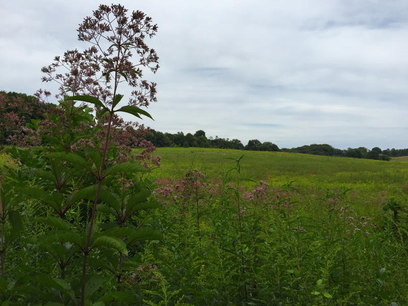 Joe-pye weed in meadow at Longwood Gardens.