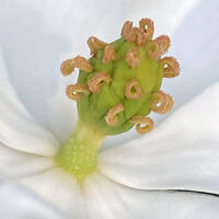 The compound pistil of Magnolia virginiana has up to 50 free carpels.