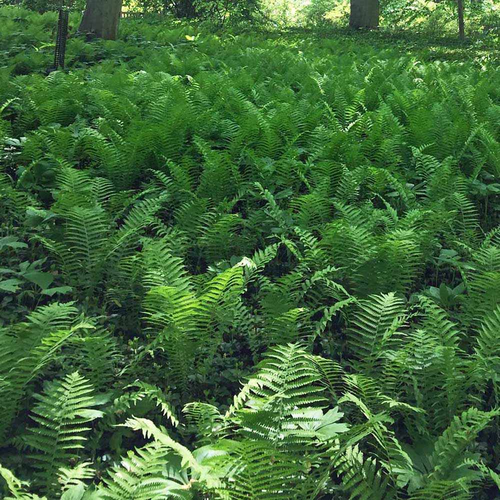 Matteuccia struthiopteris (ostrich fern) en masse at Winterthur Gardens.in May.
