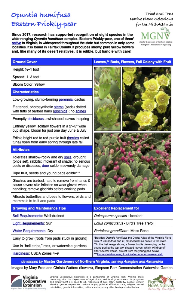 Opuntia humifusa Eastern Prickly-pear
Tried and True Native Plant Selections for the Mid-Atlantic
Since 2017, research has supported recognition of eight species in the wide-ranging Opuntia humifusa complex. Eastern Prickly-pear, one of three* native to Virginia, is widespread throughout the state but common in only some localities. It is found in Fairfax County. It produces showy, pure yellow flowers and, like many of its desert relatives, it is edible, but handle with care!
Ground Cover Leaves,** Buds, Flowers, Fall Colony with Fruit
Height: 1⁄2–1 foot
Spread: 1–3 feet
Bloom Color: Yellow
Characteristics
Low-growing, clump-forming perennial cactus
Flattened, photosynthetic stems (pads) dotted with tufts of barbed hairs (glochids); no spines
Promptly deciduous, awl-shaped leaves in spring
Entirely yellow, solitary flowers in a 2”–3” wide cup shape, bloom for just one day June & July
Edible bright red to red-purple fruit (berries called tuna) ripen from early spring through late fall
Attributes
Tolerates shallow-rocky and dry soils, drought (once set), rabbits; intolerant of shade; no serious pests or diseases; deer seldom severely damage
Ripe fruit, seeds and young pads edible***
Glochids are barbed, hard to remove from hands & cause severe skin irritation so wear gloves when handling; remove glochids before cooking pads
Attracts butterflies and bees to flowers; birds and mammals to fruit and pads
Growing and Maintenance Tips
Excellent Replacement for
Soil Requirements: Well-drained
Delosperma species - Iceplant
Light Requirements: Sun
Lotus corniculatus - Bird’s Tree Trefoil
Water Requirements: Dry
Portulaca grandiflora - Moss Rose
Easy to grow (roots from pads stuck in ground)
*Besides Opuntia humifusa, the Digital Atlas of the Virginia Flora lists O. caespitosa and O, mesacantha as native to the state. **In the first image above, a flower bud is developing on the young pad at the top; awl-shaped leaves, which will drop off after several weeks, project from the young pad below. ***Harvest mid-morning to mid-afternoon for sweeter yield.
Use in “hell strips,” rock, or waterwise gardens
Hardiness: USDA Zones 4–9
developed by Master Gardeners of Northern Virginia, serving Arlington and Alexandria
Images by Mary Free and Christa Watters (flowers), Simpson Park Demonstration Waterwise Garden