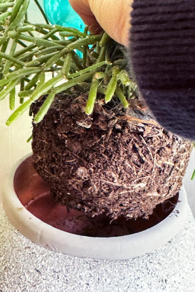 Houseplant root ball lifted above pot