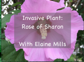 Rose of Sharon Title Slide