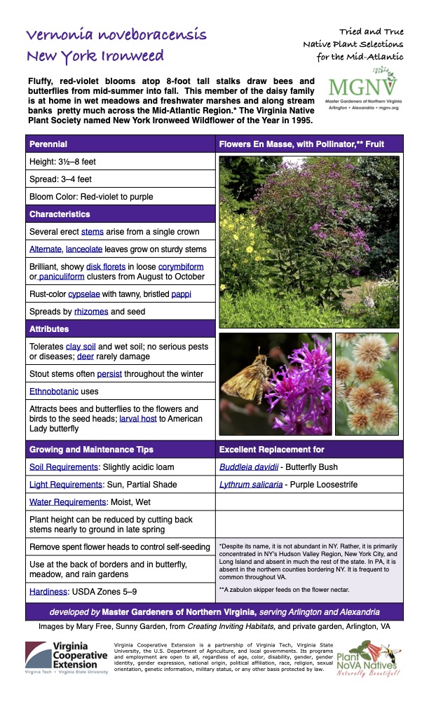 Vernonia noveboracensis New York Ironweed
Tried and True Native Plant Selections for the Mid-Atlantic
Fluffy, red-violet blooms atop 8-foot tall stalks draw bees and butterflies from mid-summer into fall. This member of the daisy family is at home in wet meadows and freshwater marshes and along stream banks pretty much across the Mid-Atlantic Region.* The Virginia Native Plant Society named New York Ironweed Wildflower of the Year in 1995.
Perennial Flowers En Masse, with Pollinator,** Fruit
Height: 31⁄2–8 feet
Spread: 3–4 feet
Bloom Color: Red-violet to purple
Characteristics
Several erect stems arise from a single crown
Alternate, lanceolate leaves grow on sturdy stems
Brilliant, showy disk florets in loose corymbiform or paniculiform clusters from August to October
Rust-color cypselae with tawny, bristled pappi
Spreads by rhizomes and seed
Attributes
Tolerates clay soil and wet soil; no serious pests or diseases; deer rarely damage
Stout stems often persist throughout the winter
Ethnobotanic uses
Attracts bees and butterflies to the flowers and birds to the seed heads; larval host to American Lady butterfly
Growing and Maintenance Tips
Excellent Replacement for
Soil Requirements: Slightly acidic loam
Buddleia davidii - Butterfly Bush
Light Requirements: Sun, Partial Shade
Lythrum salicaria - Purple Loosestrife
Water Requirements: Moist, Wet
Plant height can be reduced by cutting back stems nearly to ground in late spring
Remove spent flower heads to control self-seeding
*Despite its name, it is not abundant in NY. Rather, it is primarily concentrated in NY’s Hudson Valley Region, New York City, and Long Island and absent in much the rest of the state. In PA, it is absent in the northern counties bordering NY. It is frequent to common throughout VA.
**A zabulon skipper feeds on the flower nectar.
Use at the back of borders and in butterfly, meadow, and rain gardens
Hardiness: USDA Zones 5–9
developed by Master Gardeners of Northern Virginia, serving Arlington and Alexandria
Images by Mary Free, Sunny Garden, from Creating Inviting Habitats, and private garden, Arlington, VA