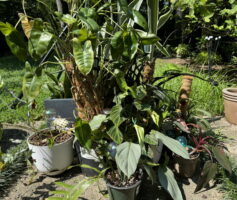 A collection of plants sits outside after a rainstorm