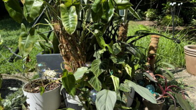 A collection of plants sits outside after a rainstorm