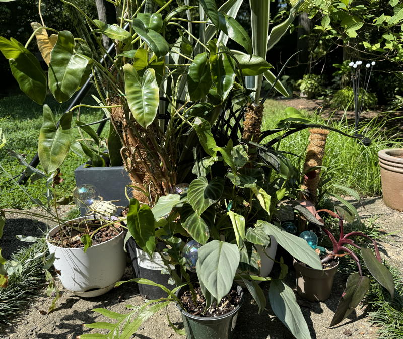 A collection of plants sits outside after a rainstorm