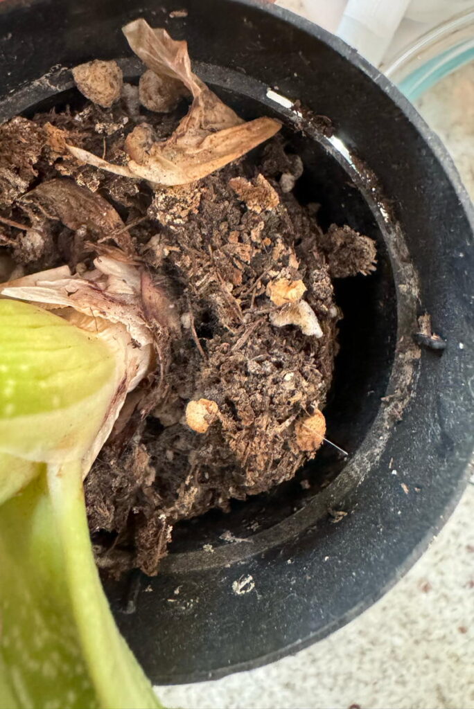 Plant with dry soil pulling away from sides of plant