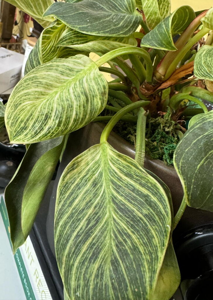 Dusty philodendron leaves