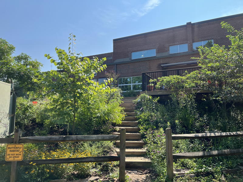 Native trees around stairs leading up to building